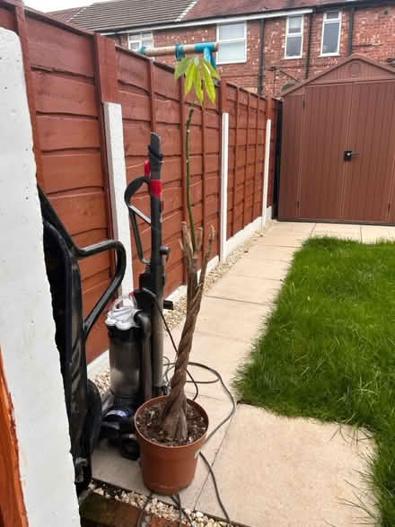 Photo of free Plant (SK1 offerton) #1