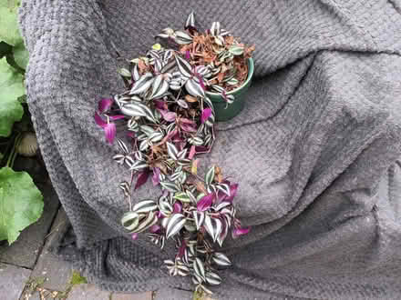 Photo of free Trailing plant (Hockley Port B18) #3