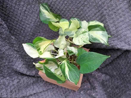 Photo of free Epipremnum (Hockley Port B18) #1