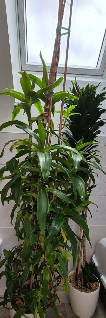 Photo of free Calissia fragrans (Basket plant) (Kidlington OX5) #3