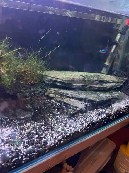 Photo of free Fish tank with everything (Enfield N21) #3
