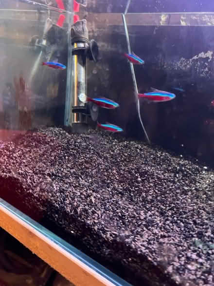 Photo of free Fish tank with everything (Enfield N21) #2