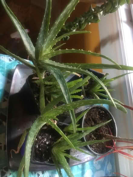 Photo of free aloe plants (Little Italy, Ottawa) #1