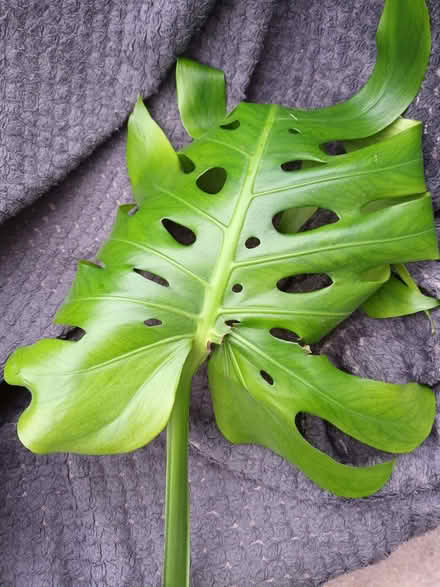 Photo of free Cheese plant (Hockley Port B18) #1