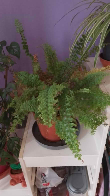 Photo of free Boston fern (Freehold LA1) #1