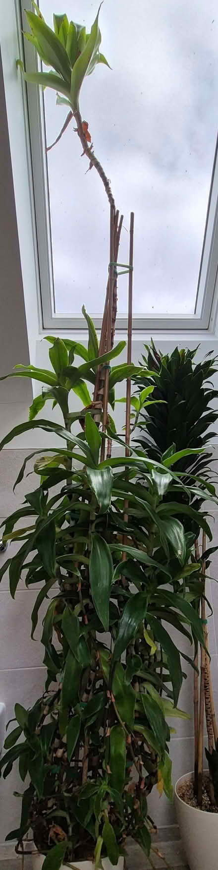 Photo of free Calissia fragrans (Basket plant) (Kidlington OX5) #2