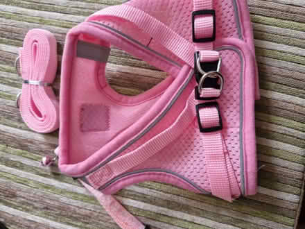 Photo of free Harness, collar and lead (IP2) #2