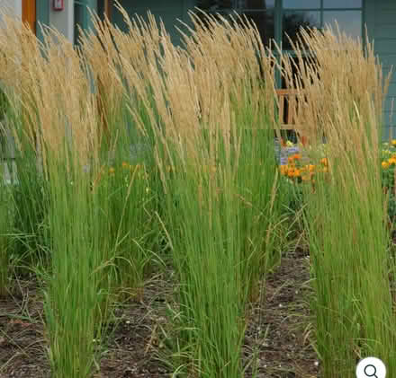 Photo of free Karl Foresters Ornamental Grasses (Watkins Lake Rd and Dixie Hwy) #1