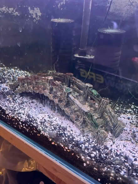 Photo of free Fish tank with everything (Enfield N21) #4