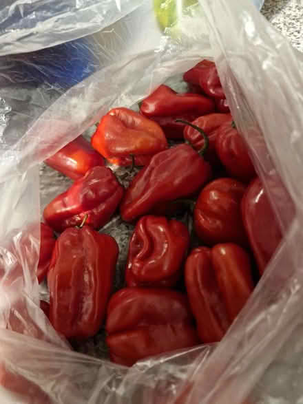 Photo of free Very hot chilli peppers (Shirley CR0) #1