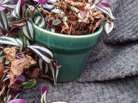 Photo of free Trailing plant (Hockley Port B18) #2