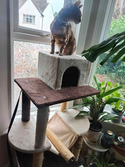 Photo of free Used cat tree (NW2 2AU) #2