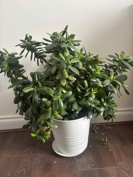 Photo of free House plants (Glasgow Parkhead G31) #3
