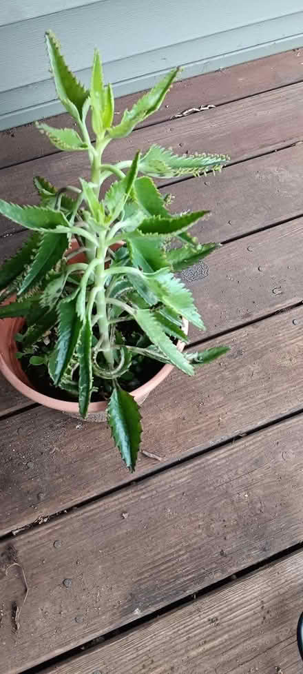 Photo of free mother of thousands (melrose) #1