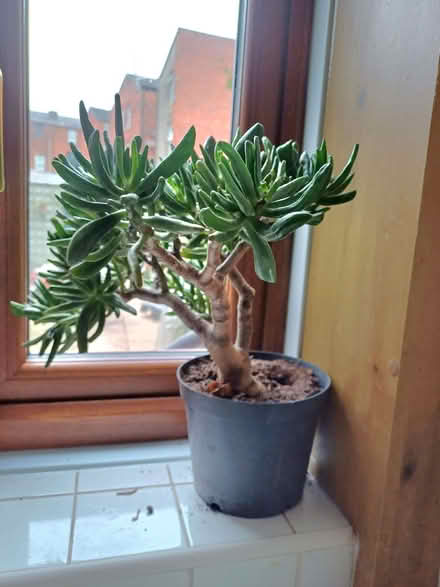 Photo of free House plant (Southport PR9) #1