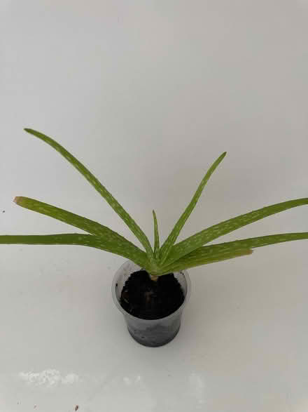 Photo of free Aloe Vera indoor Plant (CO4 9 Colchester) #1