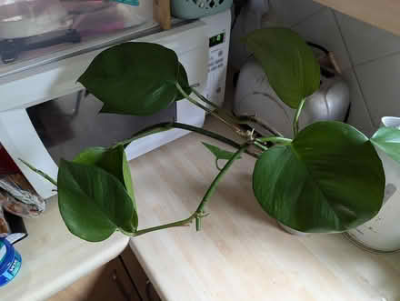 Photo of free Rooted cuttings of houseplant (BD16 cottingley) #2