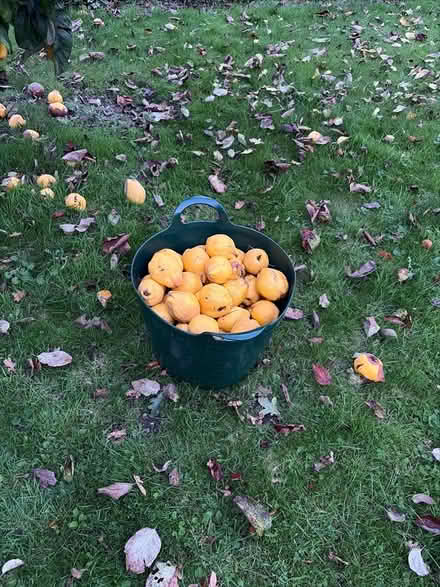 Photo of free Quinces (Gillingham NR34) #1