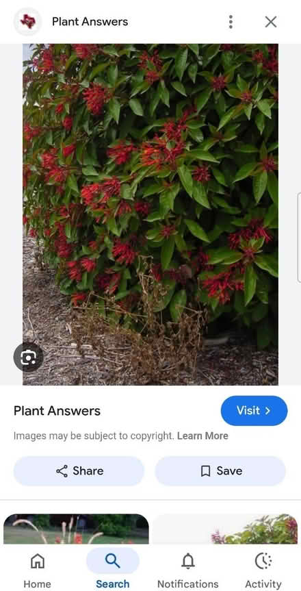 Photo of free Mexican firebush, 2 very small (palm harbor CR 1 Tpa Road) #1