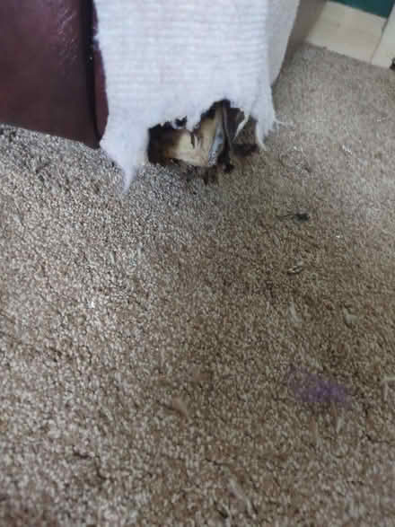 Photo of free Electric rise and recline chair (Threlkeld) #3