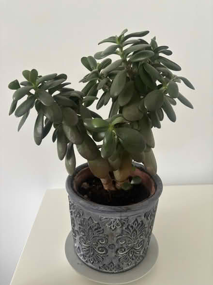 Photo of free House plants (Glasgow Parkhead G31) #1