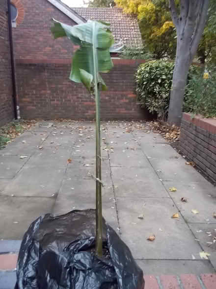 Photo of free banana plant (Wimbledon SW19) #1