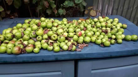 Photo of free Small cooking apples (Battle) #1