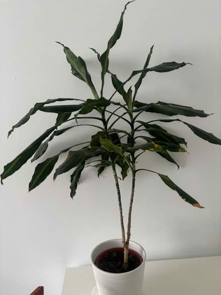 Photo of free House plants (Glasgow Parkhead G31) #2