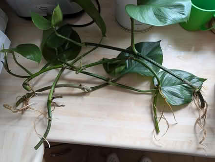 Photo of free Rooted cuttings of houseplant (BD16 cottingley) #1