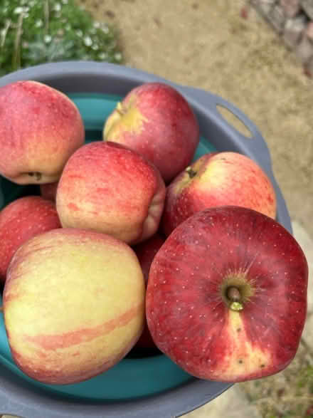 Photo of free Apples (South Gosforth NE3) #2