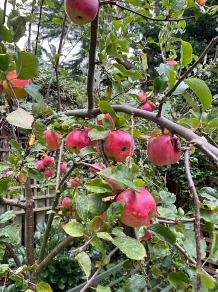 Photo of free Apples (South Gosforth NE3) #1