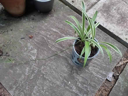 Photo of free Small spider plant with runner (L1 Liverpool City Centre) #1