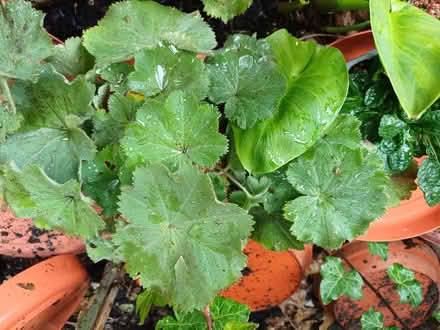 Photo of free Garden plants (Southport PR9) #2