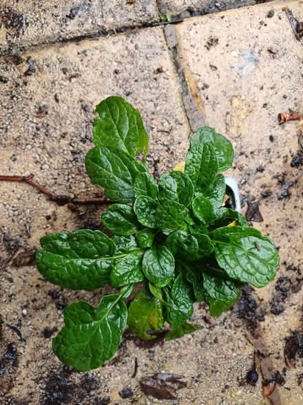 Photo of free Garden plants (Southport PR9) #3