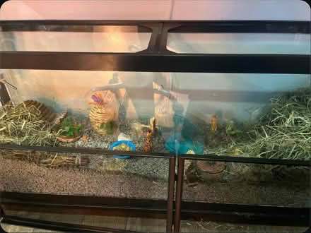 Photo of Tank (Norwich) #1