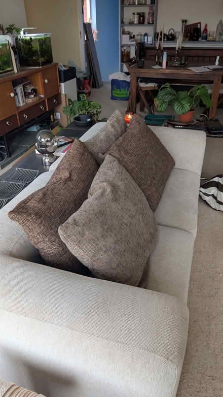 Photo of free 4 sofa cushions (Priory Ward EX2) #1