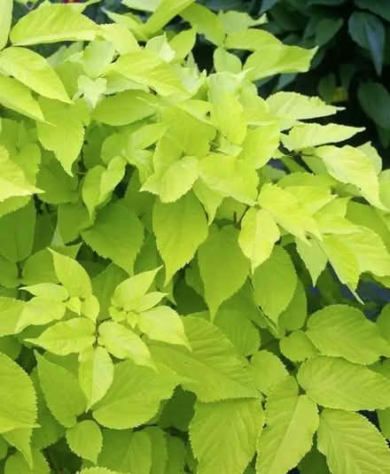 Photo of free Aralia Sun King (Watkins Lake Rd and Dixie Hwy) #1