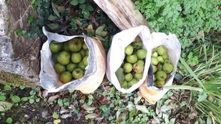 Photo of free Small cooking apples (Battle) #2