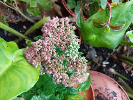 Photo of free Garden plants (Southport PR9) #1