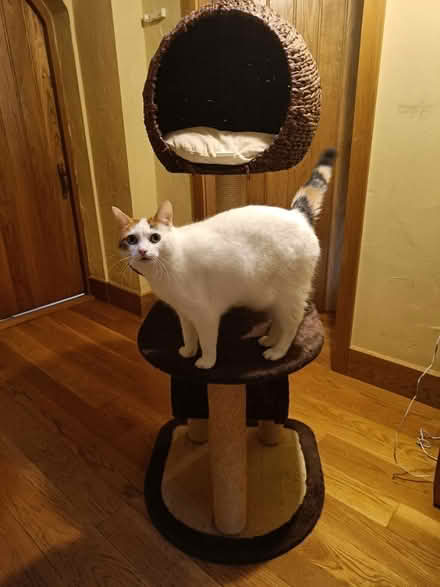 Photo of free Cat tree (Wateringbury ME18) #1