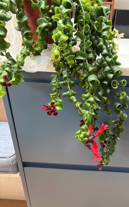 Photo of free Lipstick plant (W4) #1