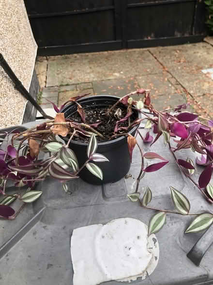 Photo of free Indoor plant (Letchworth SG6) #3