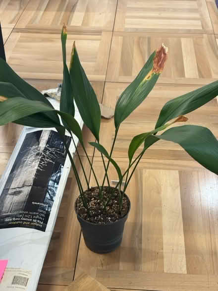 Photo of free Plants needing tlc (7 harp lane) #2