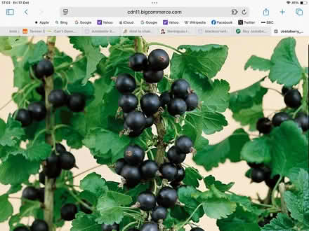 Photo of free Blackcurrant bushes (Upton CH49) #1