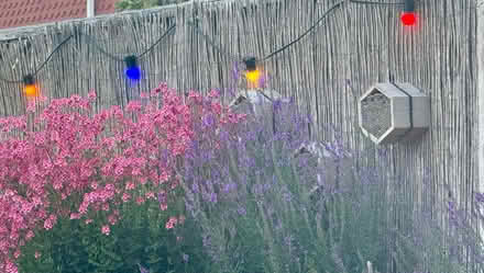 Photo of free Outdoor Festoon Light Strings (Milton, Portsmouth, PO4) #2