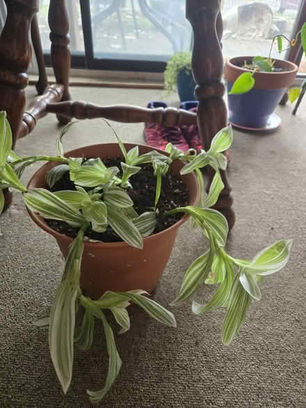 Photo of free Wondering Jude plant (Howell, MI) #2