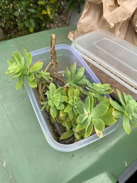 Photo of free Low growing sedum (Waltham Abbey EN91) #1