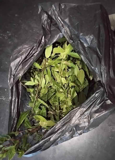 Photo of free Fresh Bay Leaves (Stratford E15 4) #1