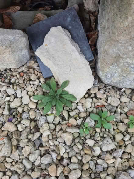 Photo of free Forget-me-not seedlings (Stroud central) #1