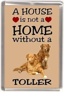 Photo of Anything to do with a 'Nova Scotia Duck Toller' Dog (Lords Wood ME5) #1